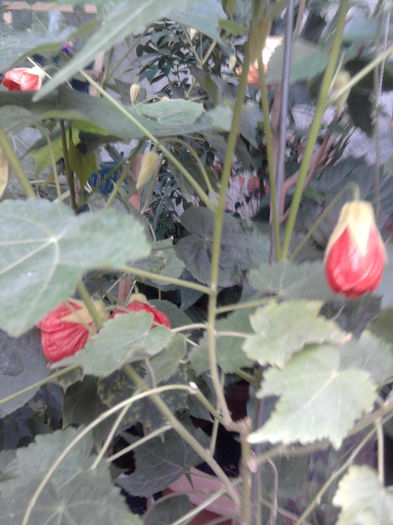 Abutilon portocaliu