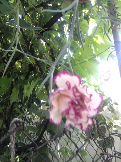 Garoafa curgatoare parfumata - alte flori 1