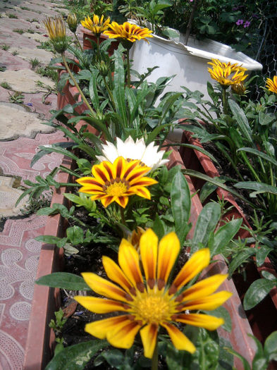 Gazania