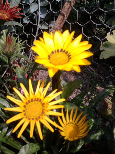 Fotografie1126 - alte flori 1
