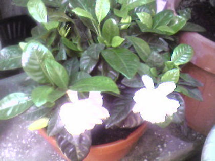 gardenia 