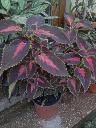 Colleus - alte flori 1