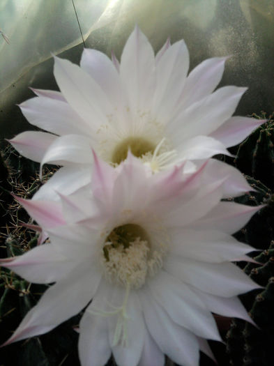 echinopsis - Cactusi și suculente