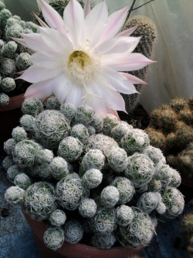 mamillaria gracilis - Cactusi și suculente