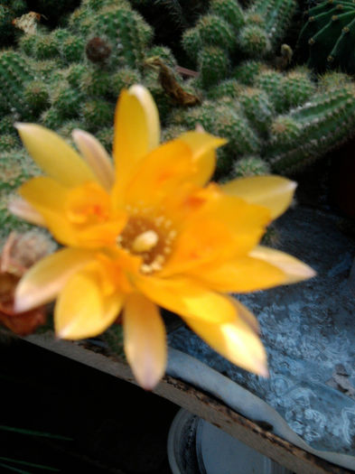 Fotografie0216_001 - Cactusi și suculente