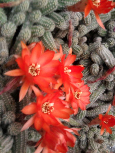 Ceamaecereus silvestri rosu - Cactusi și suculente