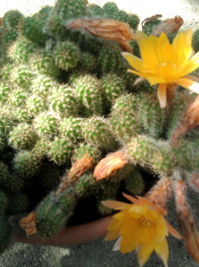 galben - Cactusi și suculente
