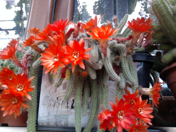 Fotografie0843 - Cactusi și suculente