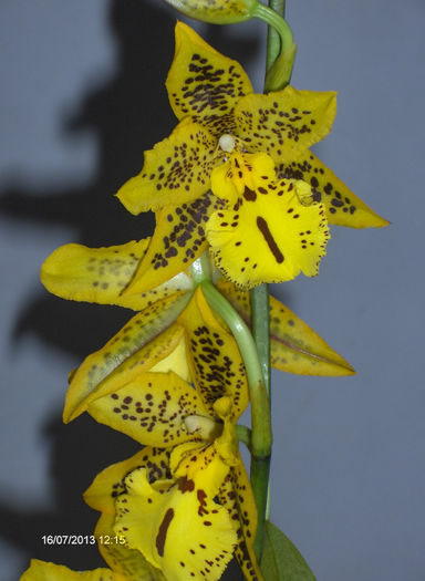 Orhidee 002 - Orhidee