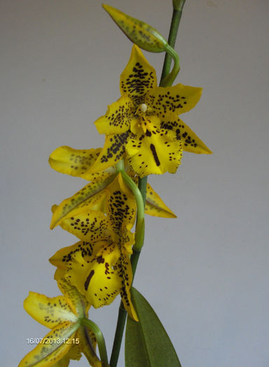 Orhidee 003 - Orhidee