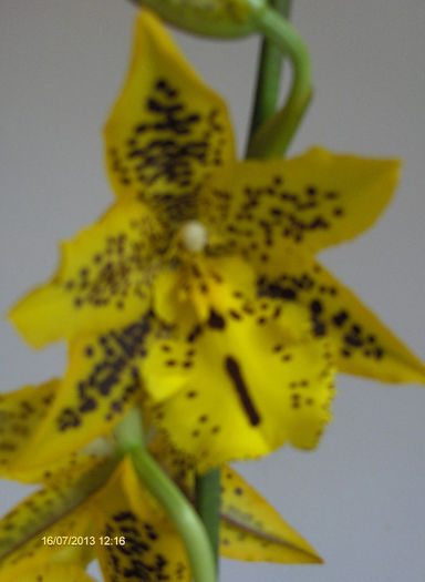 Orhidee 004 - Orhidee
