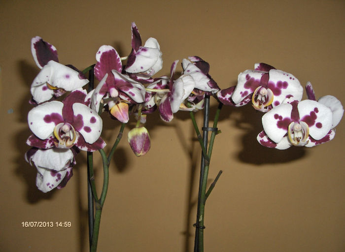 Orhidee 008 - Orhidee