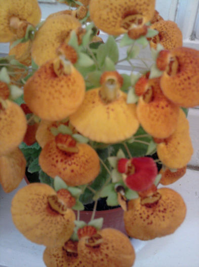 01 - Calceolaria