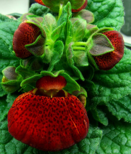 calceolaria rosie