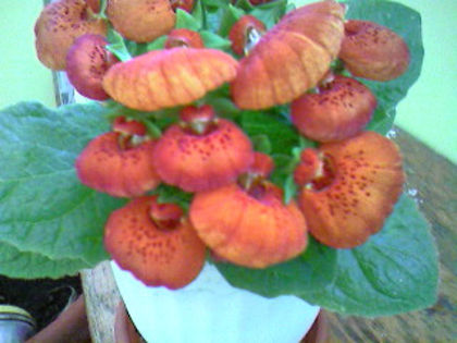 Photo-1035 - Calceolaria