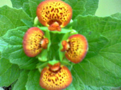 Photo-1039 - Calceolaria