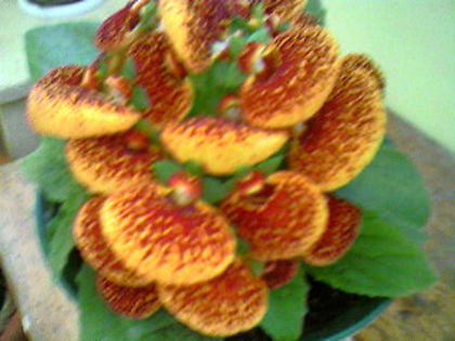 Photo-1041 - Calceolaria