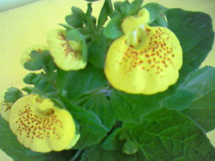 Photo-1042 - Calceolaria