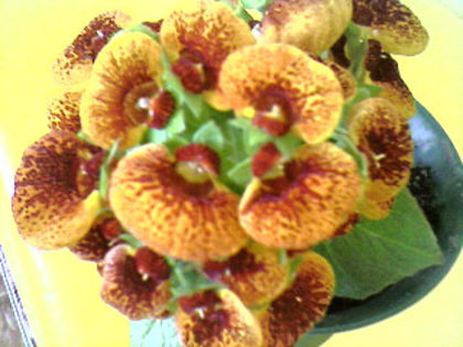 Photo-1043 - Calceolaria