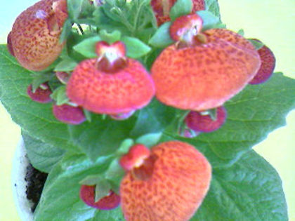 Photo-1044 - Calceolaria