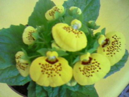 Photo-1045 - Calceolaria