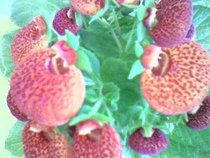 Photo-1046 - Calceolaria