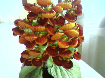 Photo-1055 - Calceolaria