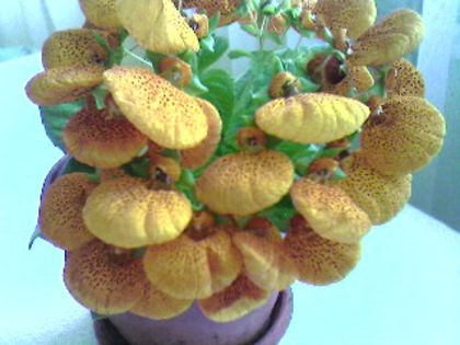 Photo-1056 - Calceolaria