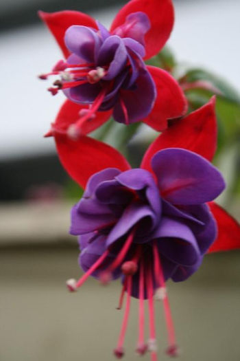 fuchsia - Fuchsia si alte flori