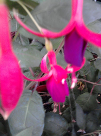 Fotografie0949 - Fuchsia si alte flori