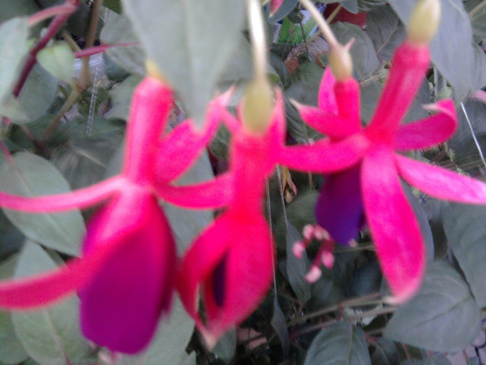 Fotografie0950 - Fuchsia si alte flori