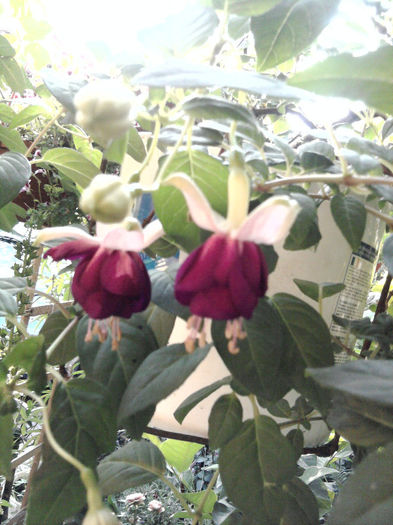 Fotografie0960 - Fuchsia si alte flori