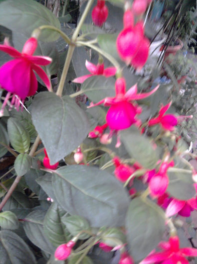 tom thumb - Fuchsia si alte flori