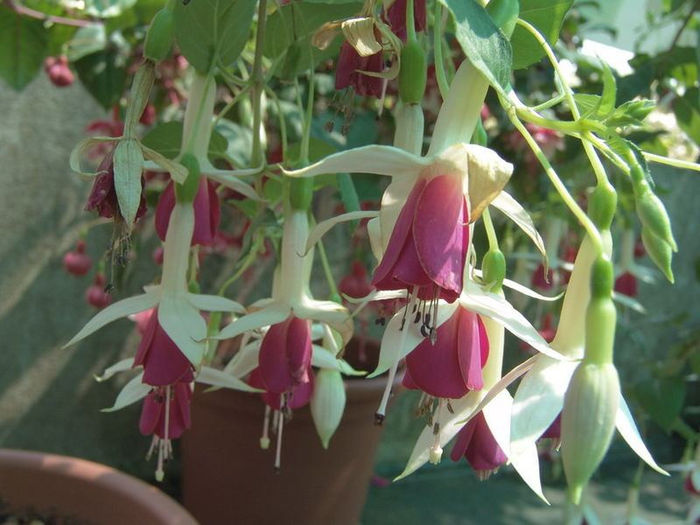 01 - Fuchsia si alte flori