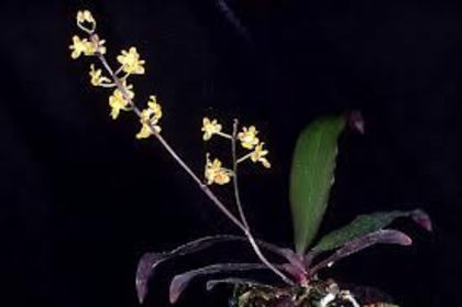 Phala. Kingidium chibae - 1-Orhidee deosebite
