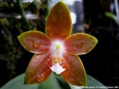 Phalaenopsis - 1-Orhidee deosebite