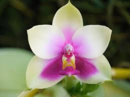 Phalaenopsis bellina - 1-Orhidee deosebite