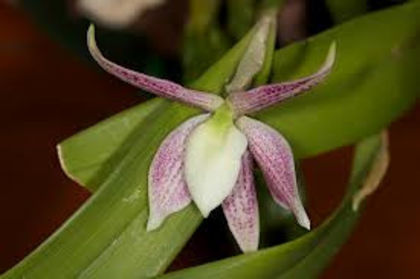 Prosthechea garciana - 1-Orhidee deosebite