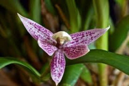 Prosthechea garciana - 1-Orhidee deosebite