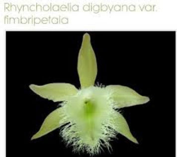 Rhyncholaelia digbyana var. fimbripetala - 1-Orhidee deosebite