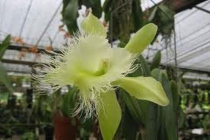 Rhyncholaelia digbyana var. fimbripetala - 1-Orhidee deosebite