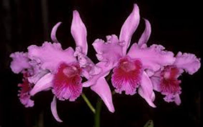 Laelia lobata