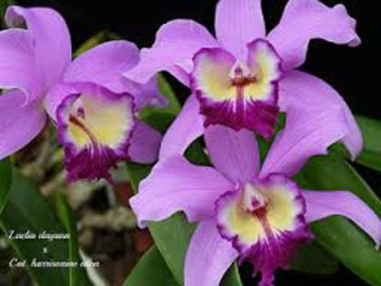 Laelia dayana x Cattleya maxima - 1-Orhidee deosebite