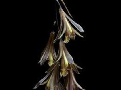 Cymbidium cochleare