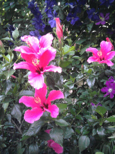 Fotografie0250 - Hibiscusi si Bougainvillea