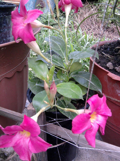 diplandenia( iasomia de brazilia roz) - Hibiscusi si Bougainvillea