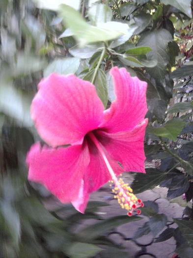 Fotografie0335 - Hibiscusi si Bougainvillea