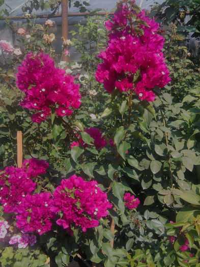 bouga ciclam - Hibiscusi si Bougainvillea