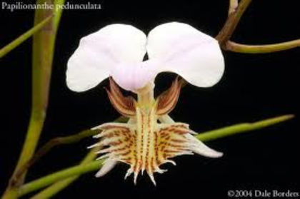 Papilionanthe pedunculata - 1-Orhidee deosebite