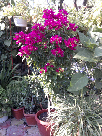 Fotografie0626 - Hibiscusi si Bougainvillea